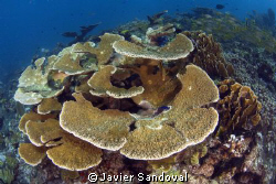 Cancun Reefscape, we still have nice shallow dive spots w... by Javier Sandoval 